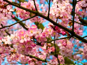Japanese Cherry Tree Blossom