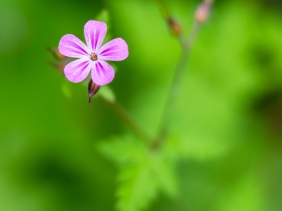 A photograph of a purple flower obeying the rule of thirds. Bokeh background.