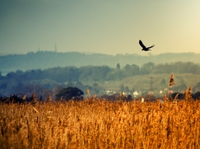A bird flying over golden wheat.